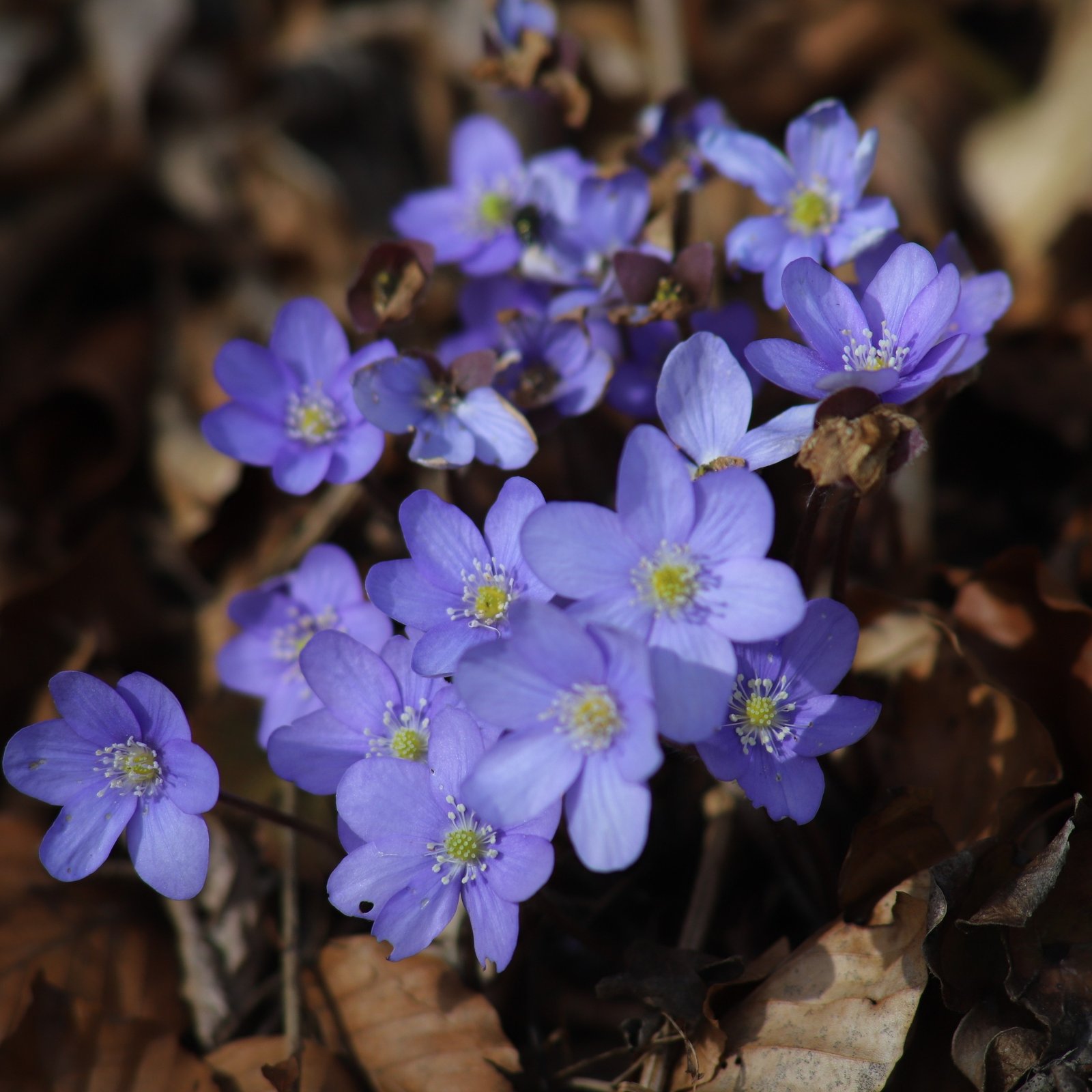 Violette Leberblümchen im Frühlingslicht